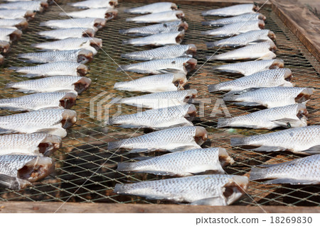 Dried Climbing perch fish Dried Climbing perch fish 18269830