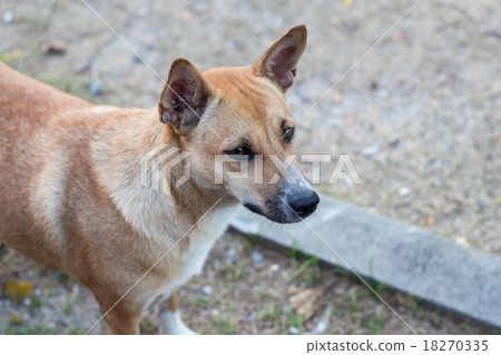 Hopeful homeless dog Hopeful homeless dog 18270335