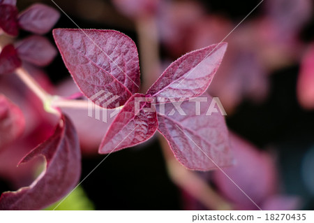 Purple leaf - soft focus Purple leaf - soft focus 18270435