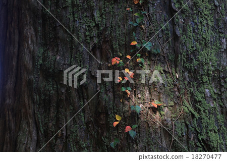 Ivy Ivy 18270477