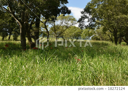Shimanto River Oita's steppe 18272124