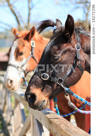 Horse portrait Horse portrait 18272396