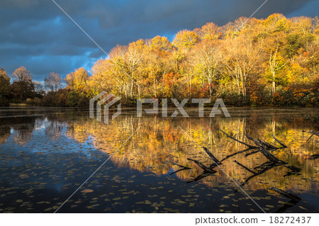 Niigata Prefecture Nagaoka City · Dogo Takahara Highlight of the dark sky reminiscent of winter, the dramatically shining autumn leaves and reflections 18272437