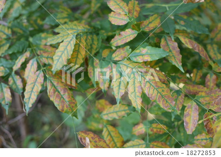 Autumn leaves in progress 18272853