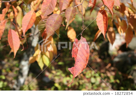 Autumn deep 18272854