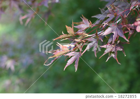 Momiji的那種 18272855