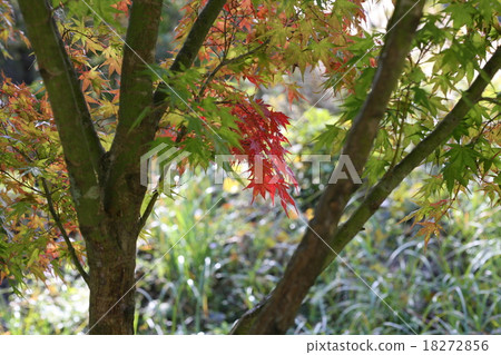 Autumn leaves beginning Autumn leaves beginning 18272856