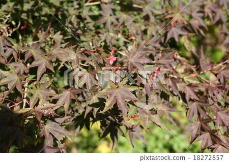 楓樹的紅色地圖 18272857