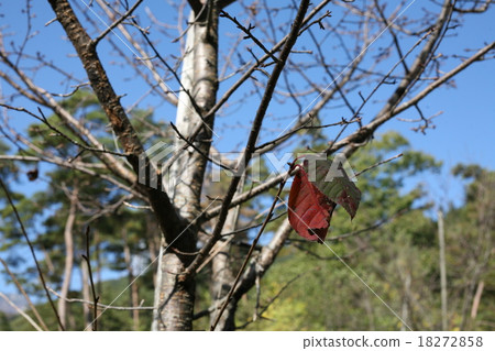 Which one Which one 18272858