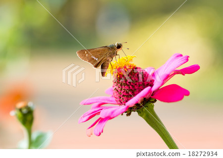 Ichimon dyseri和粉紅葡萄 18272934