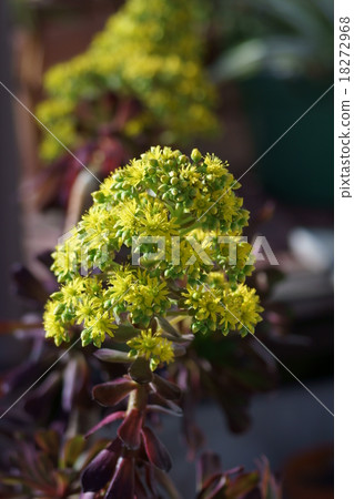 Aeoumu black actor in winter 18272968