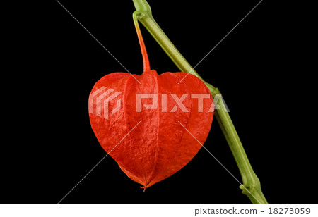 Japanese lantern, Physalis Alkekengi on Black 18273059