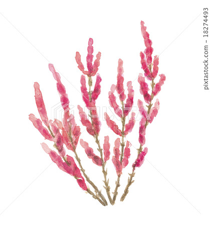 Akkesushi蚱蜢 Akkesushi蚱蜢 18274493