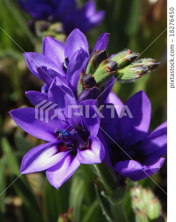 Up Babiana Up Babiana 18276450