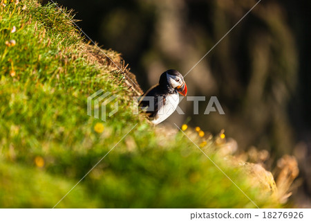 Atlantic puffin in Western Iceland 18276926