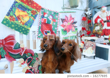 Christmas and Dachshund 18277695