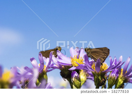 Ichimon dieselis在秋天 18277810