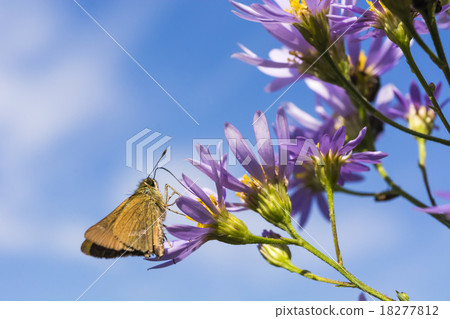 Ichimon dieselis in autumn 18277812