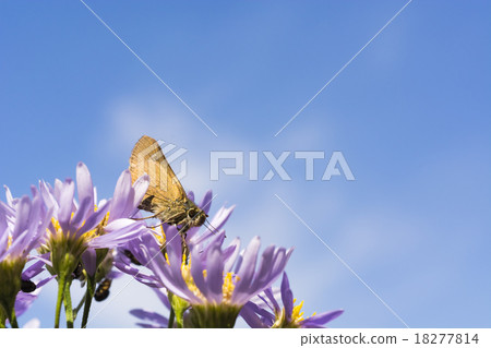 Ichimon dieselis in autumn Ichimon dieselis in autumn 18277814