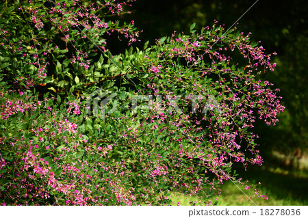 Hagi in full bloom 18278036