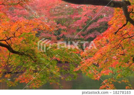 Autumn leaves of Karuizawa Autumn leaves of Karuizawa 18278183