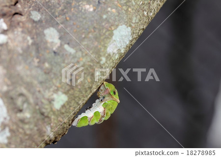 Caterpillar larvae and parasitic bees 18278985