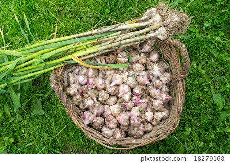 Fresh garlic in the wicker basket 18279168