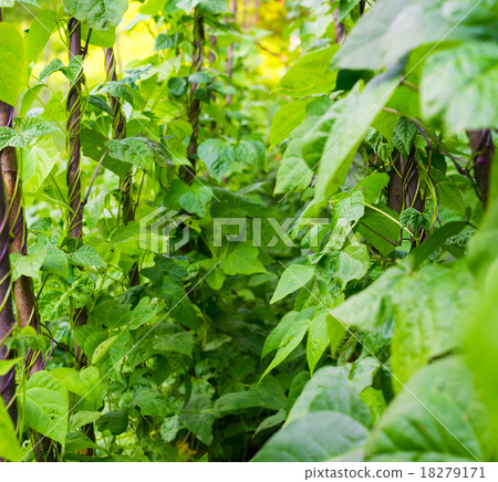 Growing the beans (Phaseolus vulgaris) Growing the beans (Phaseolus vulgaris) 18279171
