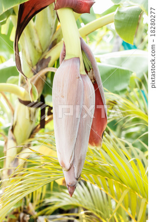 The banana stalk pith The banana stalk pith 18280277