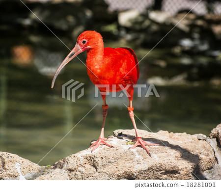 Scarlet ibis (Eudocimus ruber), animal scene Scarlet ibis (Eudocimus ruber), animal scene 18281001