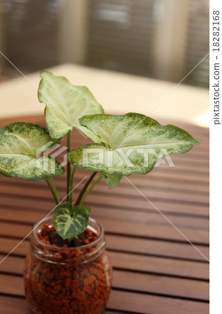 室內植物Shingoniumum 18282168