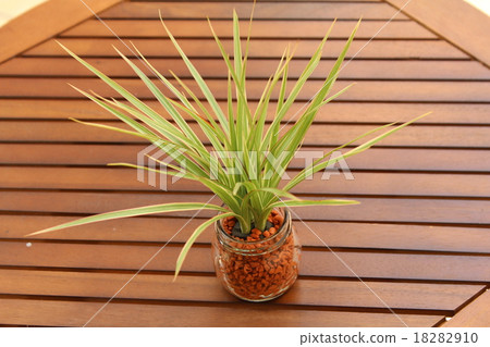 室內植物conscine 室內植物conscine 18282910