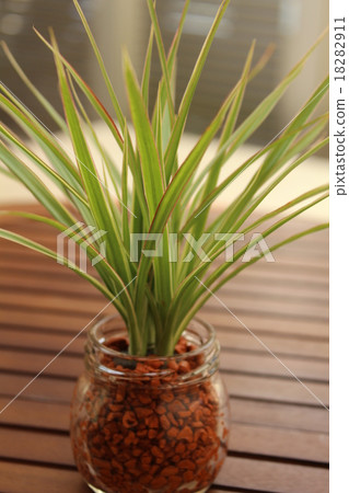 Houseplant conscine Houseplant conscine 18282911