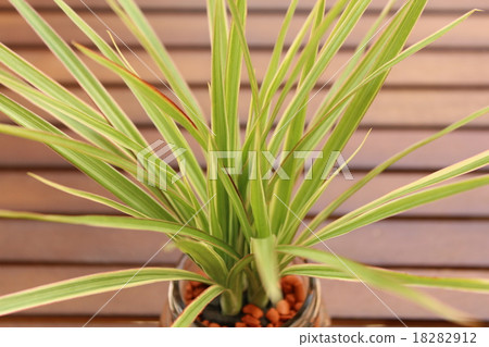 室內植物conscine 室內植物conscine 18282912