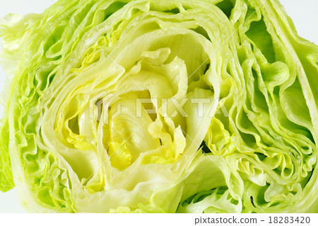 Iceberg lettuce 18283420