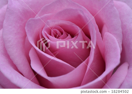 Rose Rose 18284502