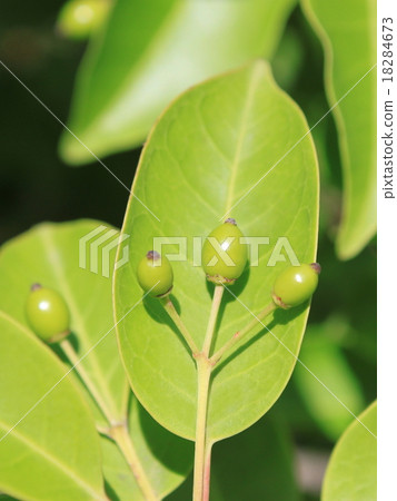 海藻果實 18284673