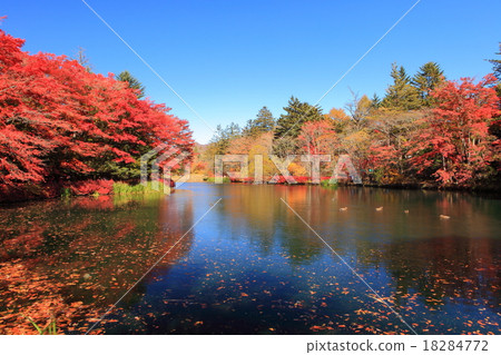 Kunishibai autumn leaves 18284772