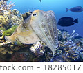 The squid 18285017