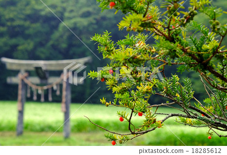 Ikei Shrine and Yew Ikei Shrine and Yew 18285612