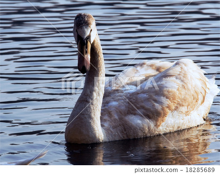 side of little white swan 18285689