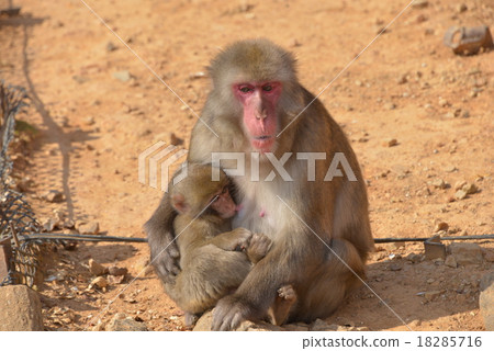 monkey 18285716