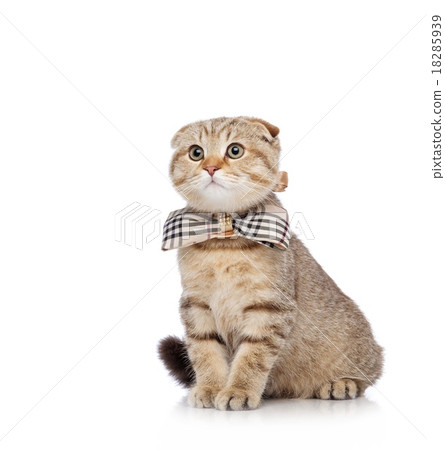 Scottish fold cat with bowtie 18285939