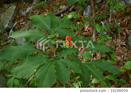 fruited viper 18286056