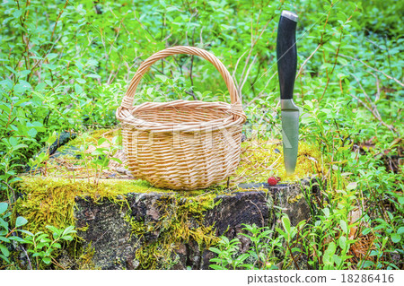 Empty basket on the stump in the forest  18286416