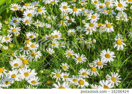 Chamomile flowers field Chamomile flowers field 18286424