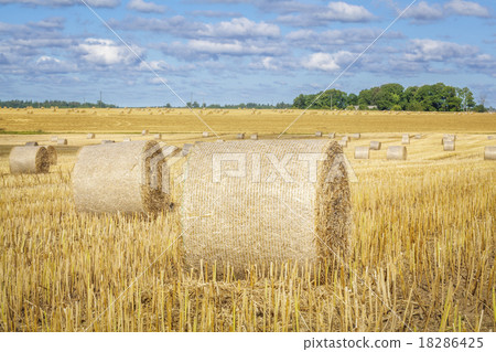 Golden hay bales on field in summer  18286425