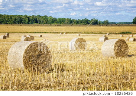 Hay bales on field in summer Hay bales on field in summer 18286426