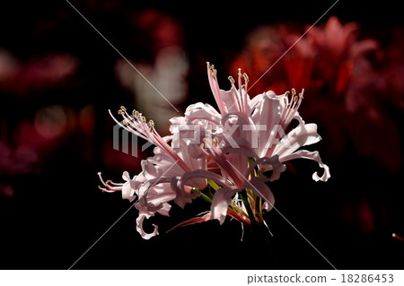 鑽石百合 鑽石百合 18286453