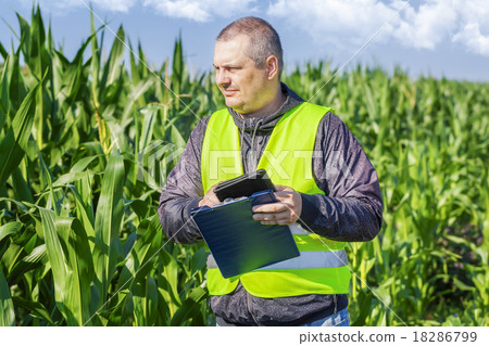 Farmer checking the corn field Farmer checking the corn field 18286799
